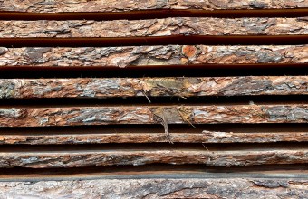 holzstapel-1-schreinerei-juergen-jung-mayen-kaisersesch-forst